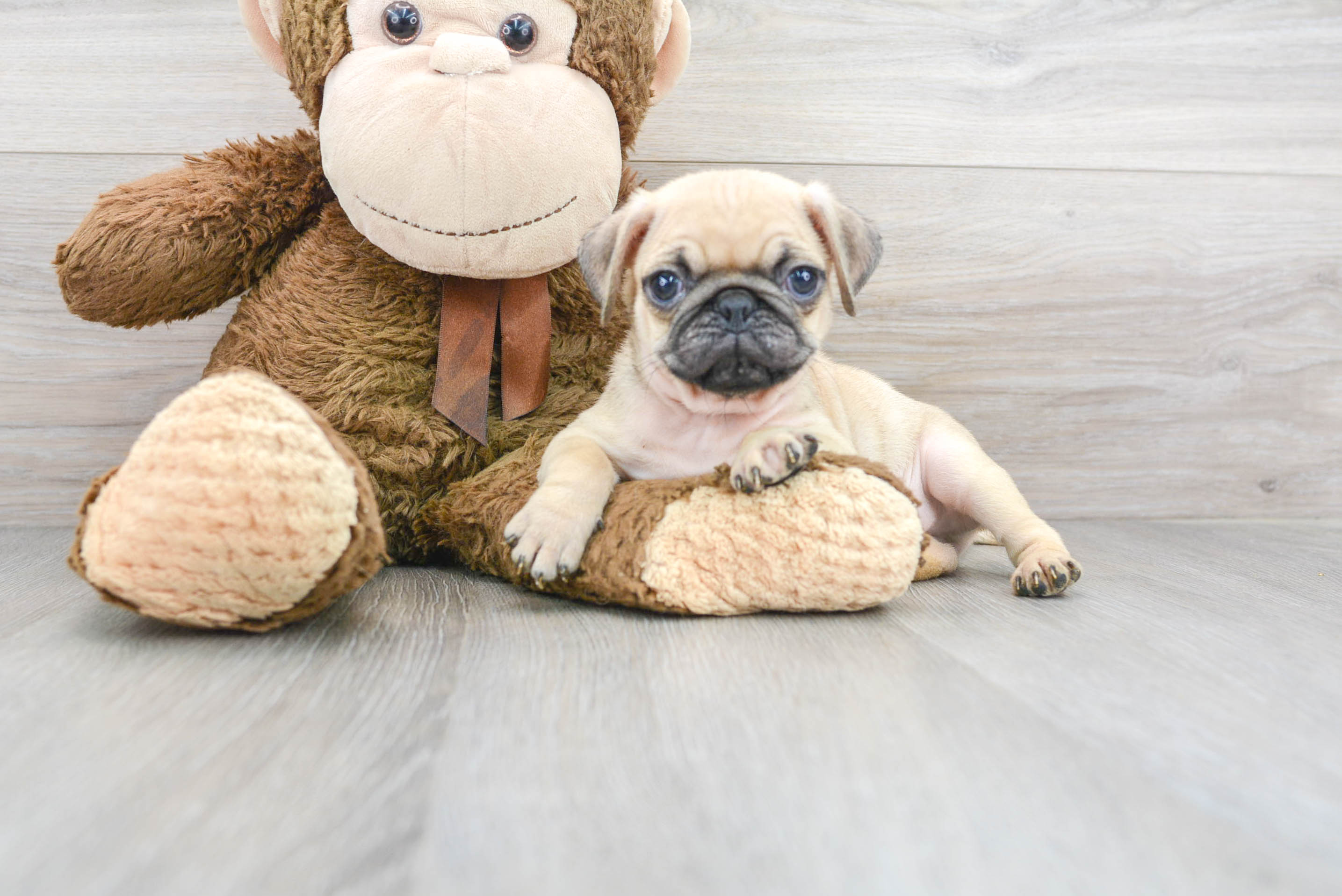 Hypoallergenic Pug Purebred Pup
