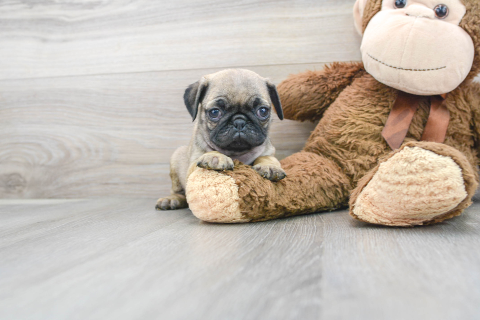 Pug Pup Being Cute