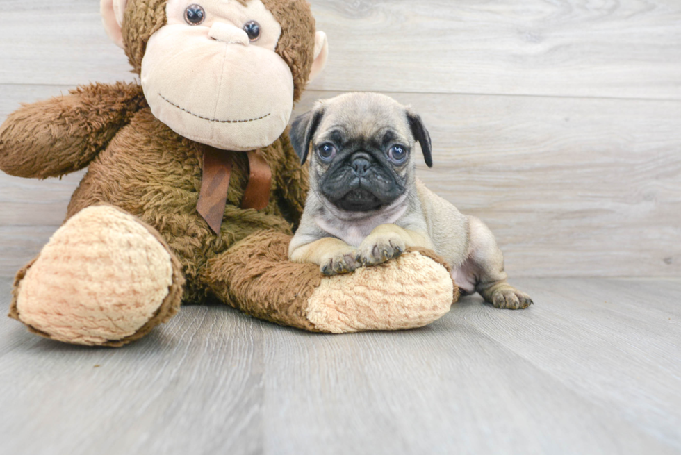 Pug Pup Being Cute