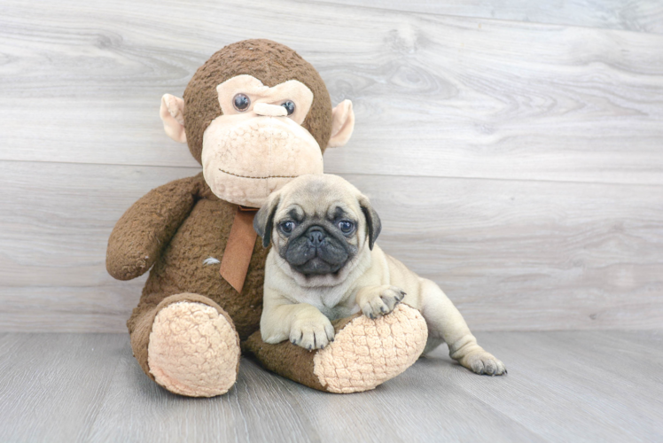 Playful Pug Purebred Pup