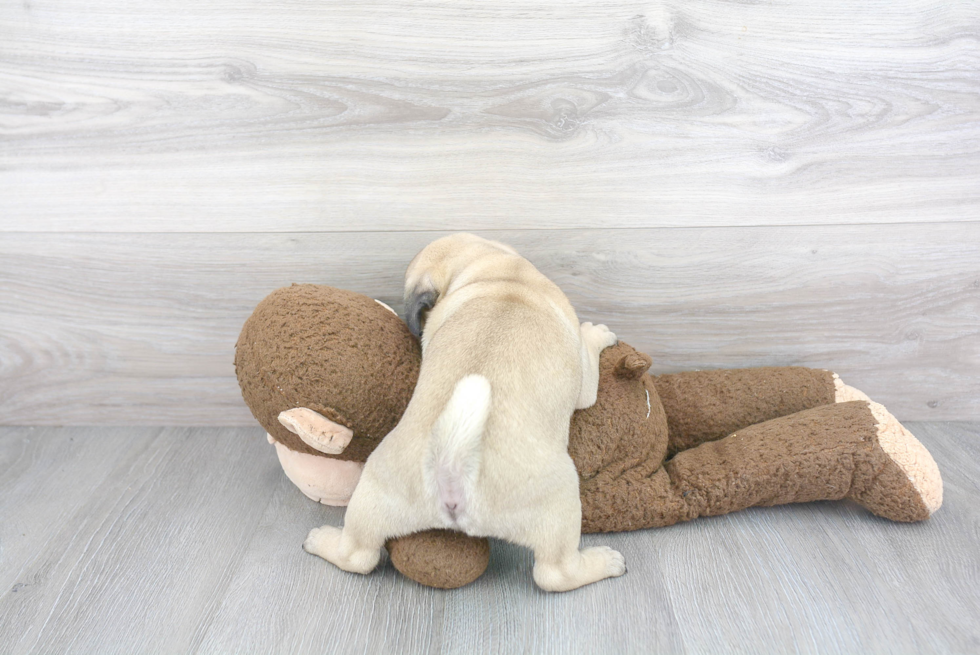Popular Pug Purebred Pup
