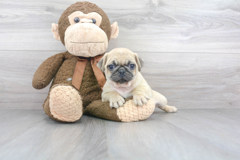 Playful Pug Purebred Pup