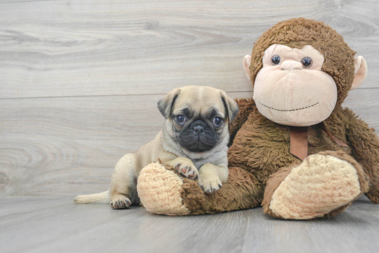 Playful Pug Baby