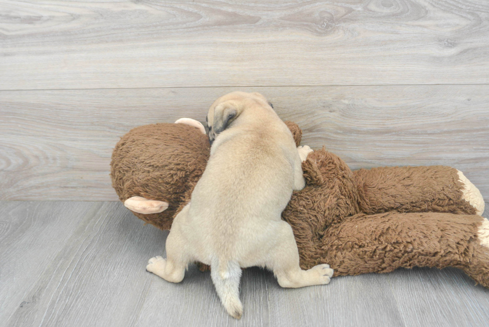 Best Pug Baby