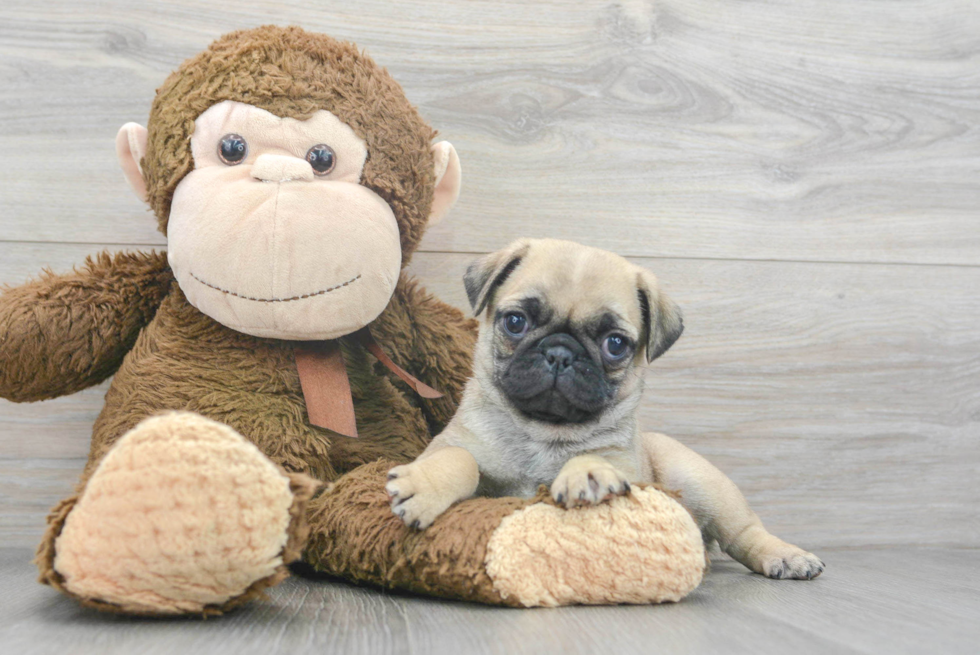 Small Pug Purebred Pup