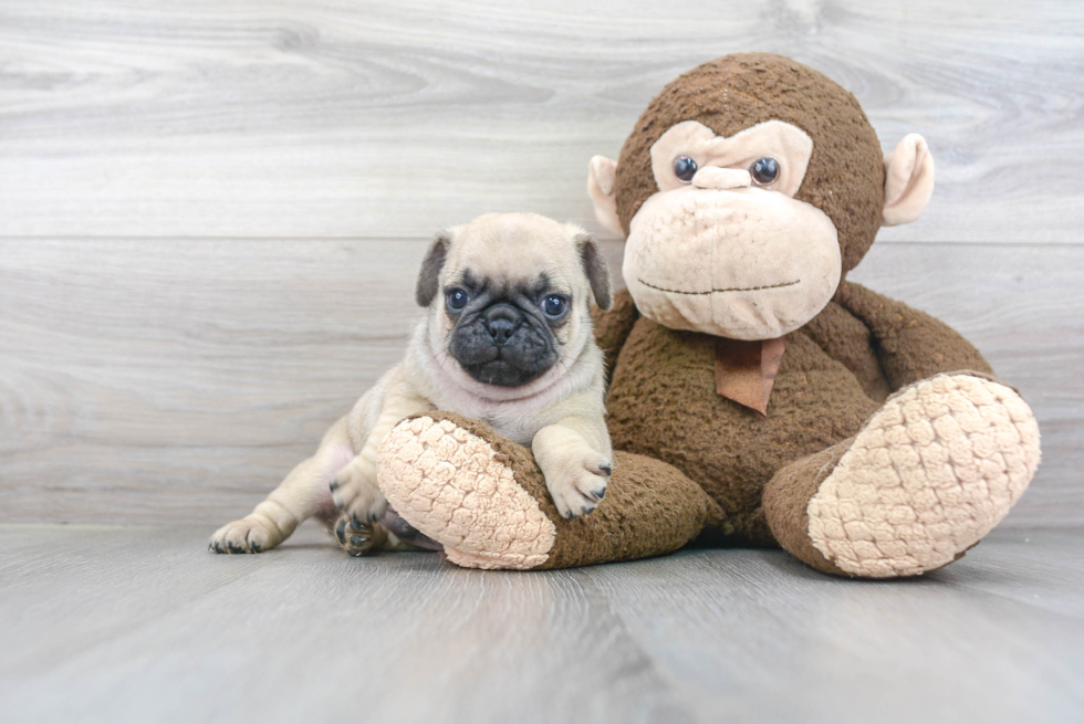 Smart Pug Purebred Puppy