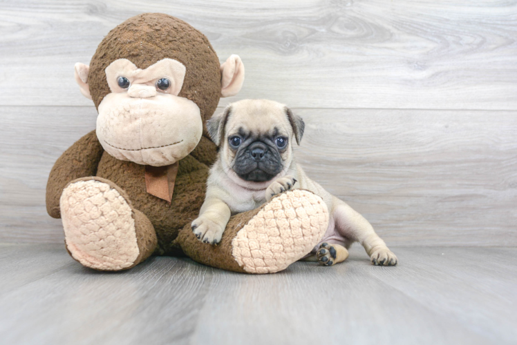 Pug Pup Being Cute