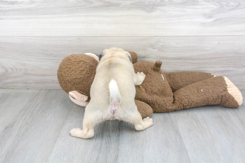 Best Pug Baby