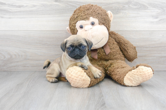 Pug Pup Being Cute