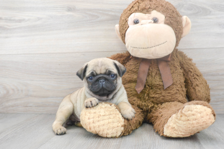 Pug Puppy for Adoption