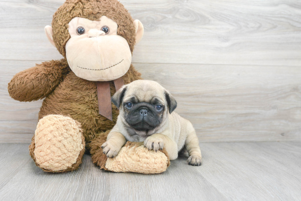 Cute Pug Purebred Puppy