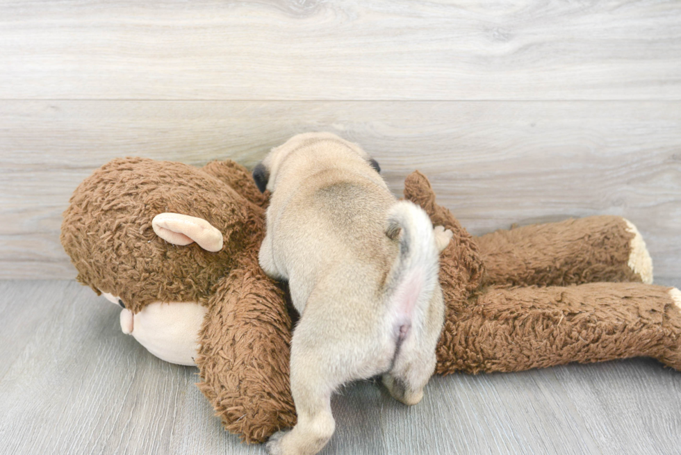 Small Pug Baby