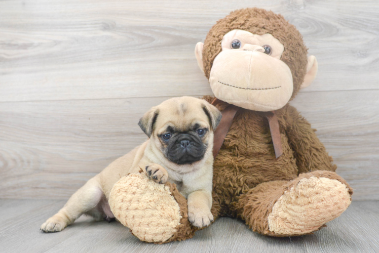Pug Pup Being Cute