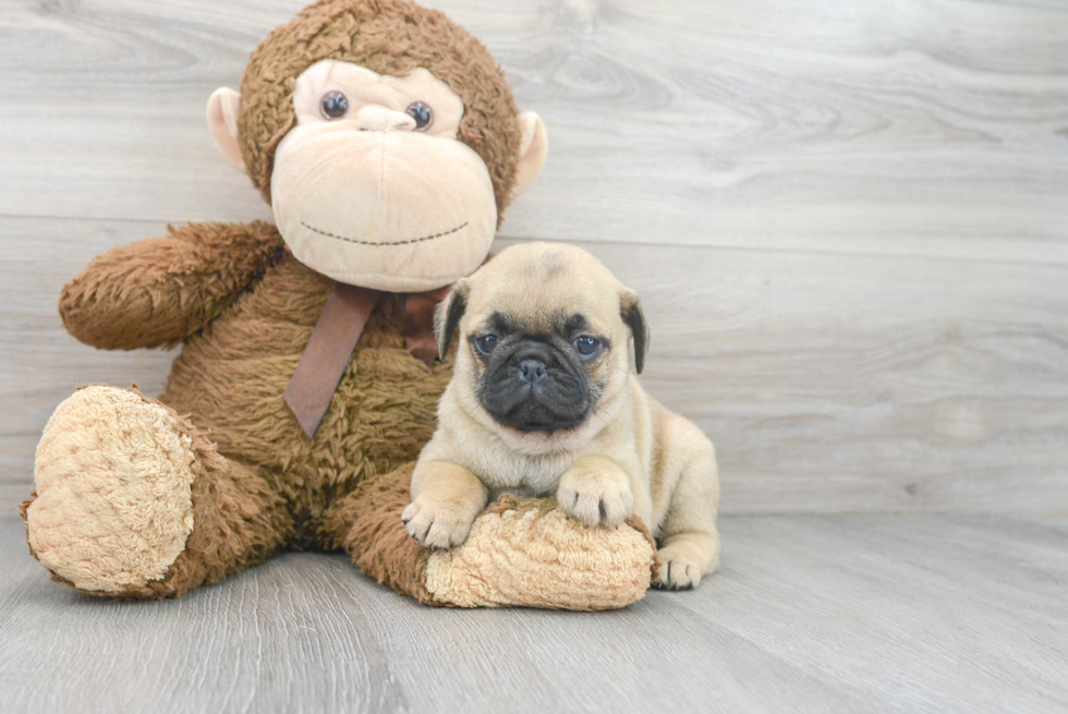 Pug Puppy for Adoption