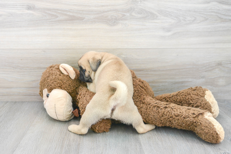 Pug Pup Being Cute