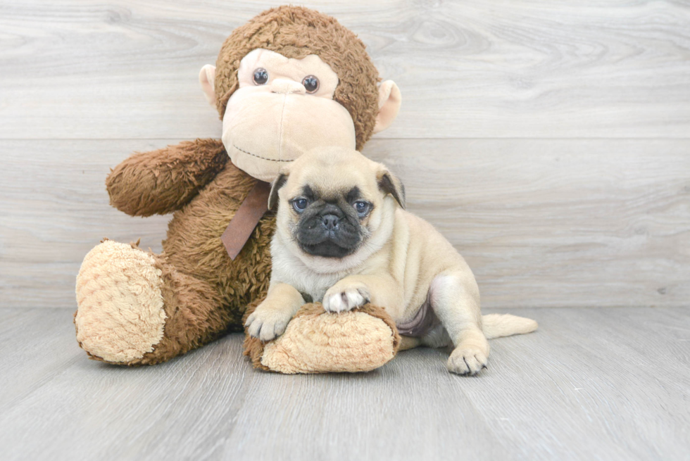 Smart Pug Purebred Puppy