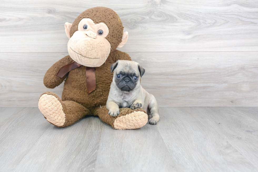 Petite Pug Purebred Puppy