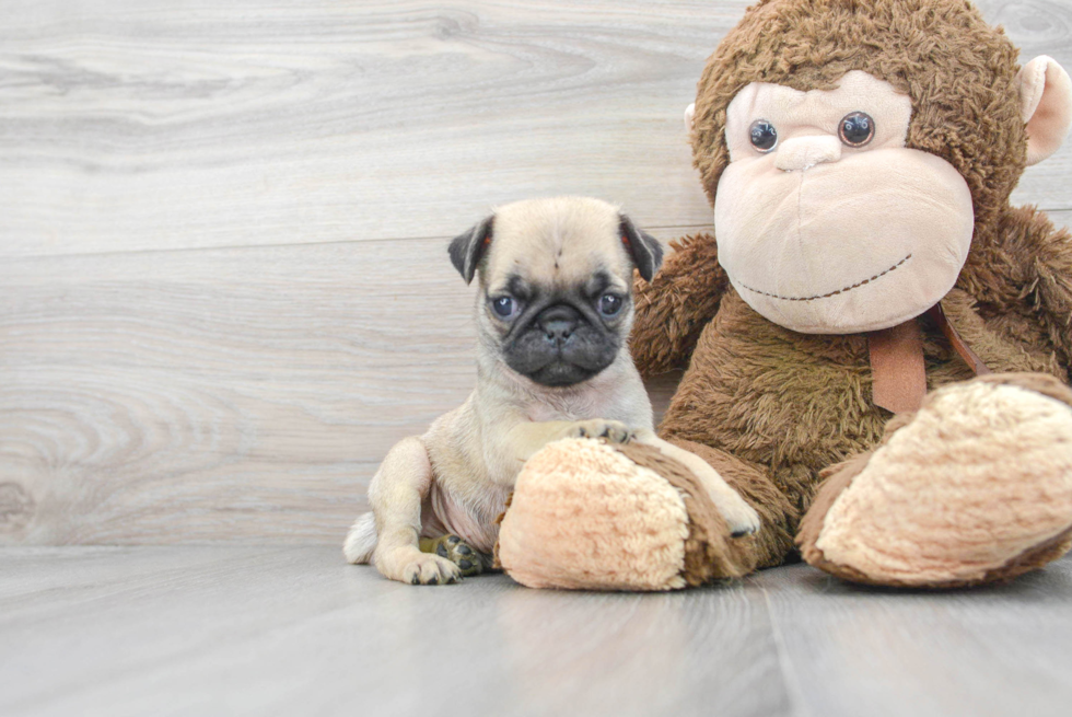 Pug Pup Being Cute