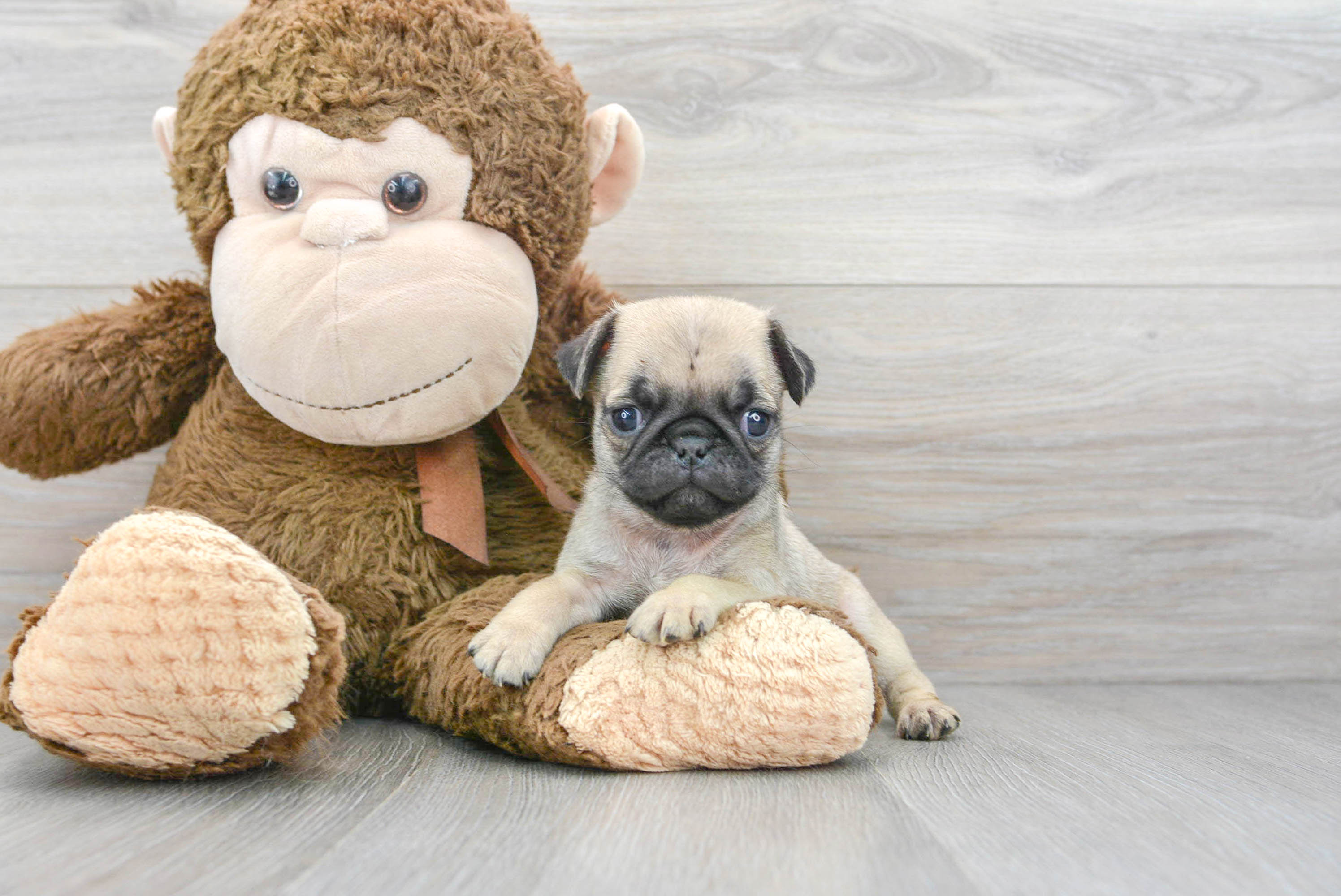 Pug Pup Being Cute
