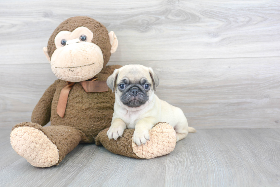 Best Pug Baby