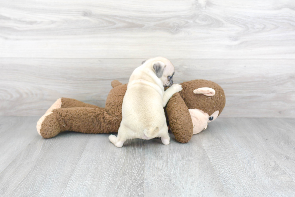 Pug Pup Being Cute