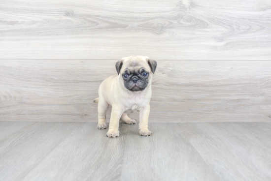 Best Pug Baby