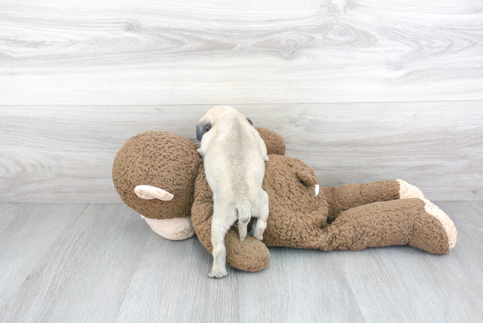 Pug Puppy for Adoption