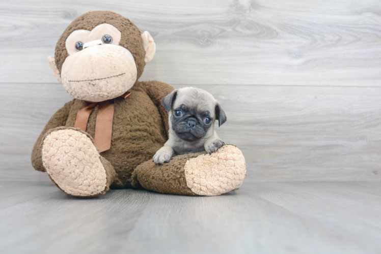 Pug Puppy for Adoption