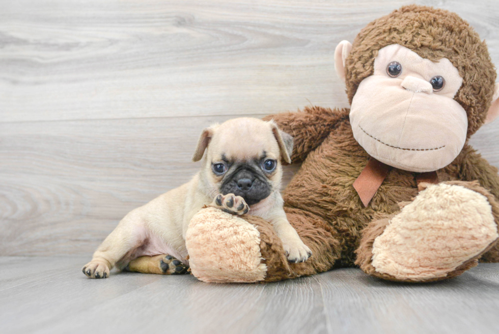 Adorable Pug Purebred Puppy