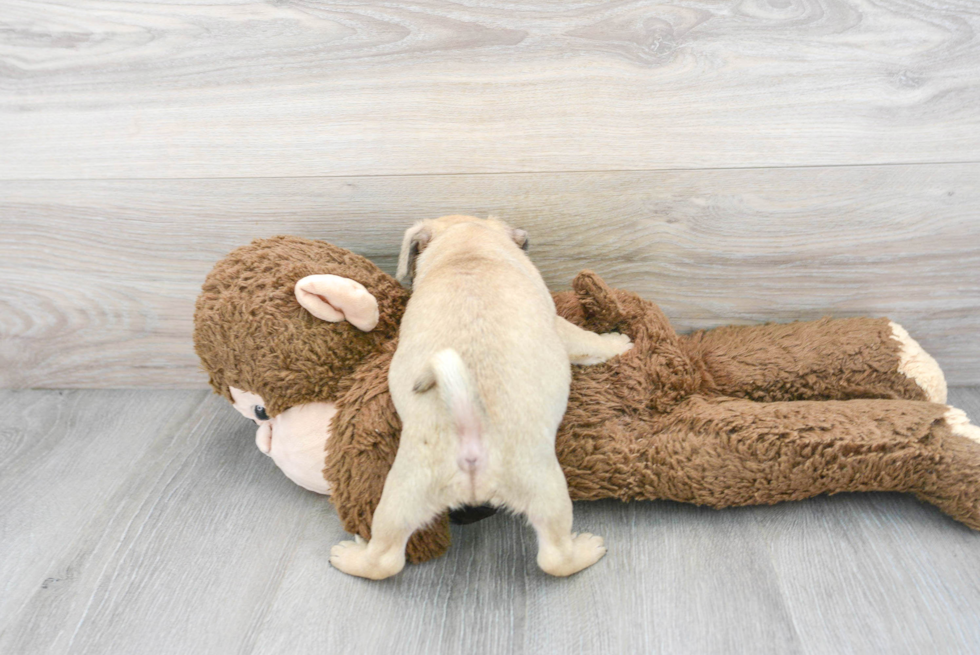 Friendly Pug Purebred Pup