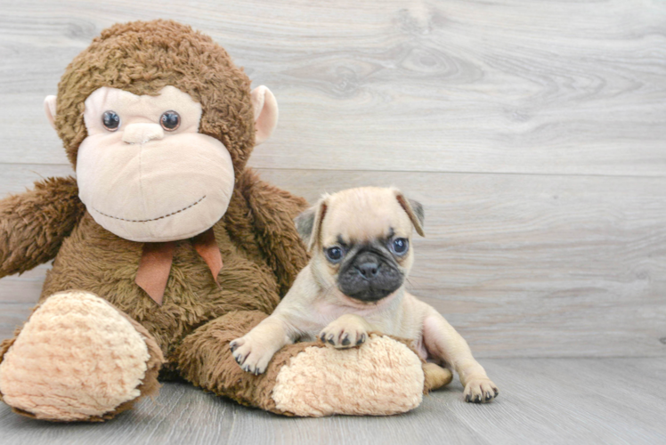 Best Pug Baby