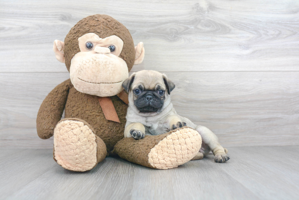 Popular Pug Purebred Pup