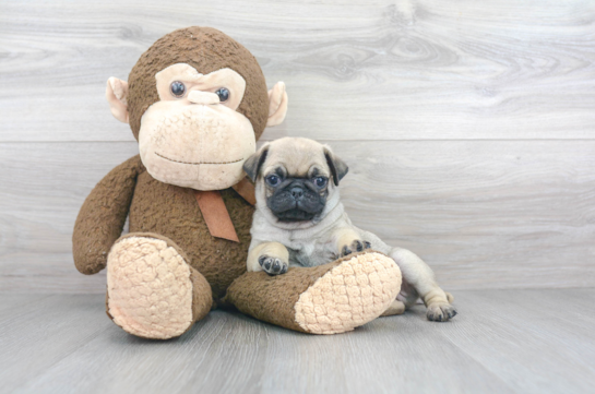 Popular Pug Purebred Pup