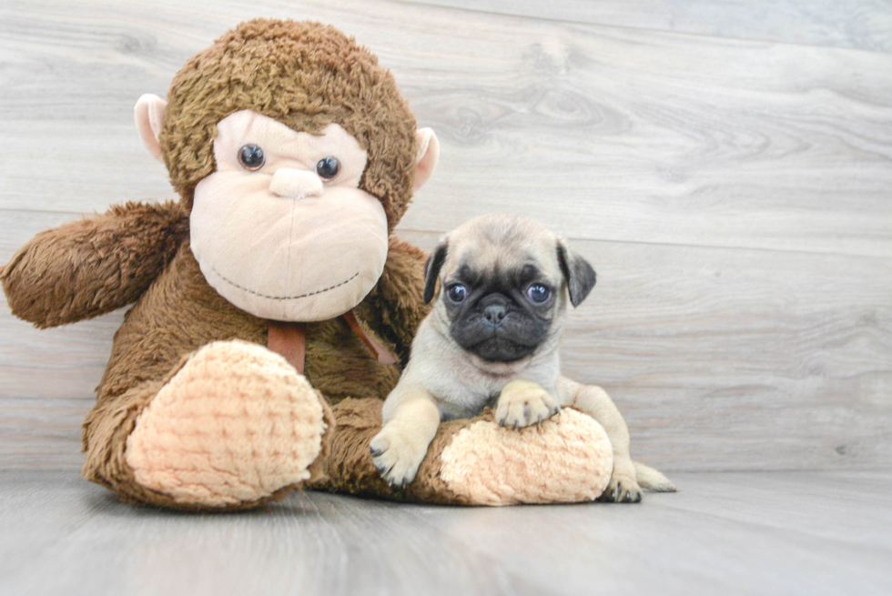 Adorable Pug Purebred Puppy