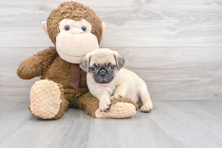 Energetic Pug Purebred Puppy