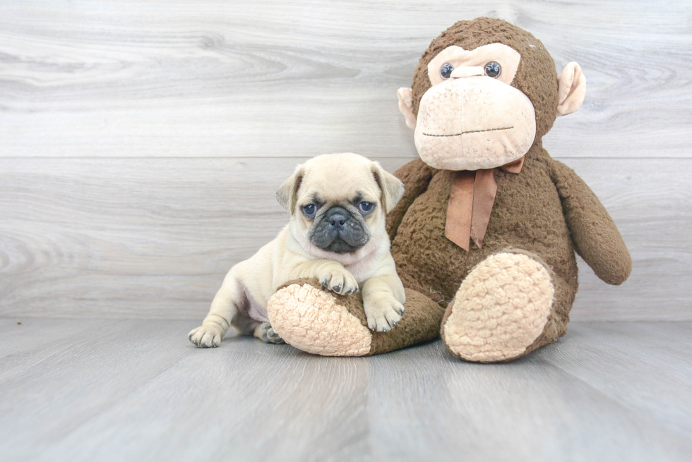 Hypoallergenic Pug Purebred Pup