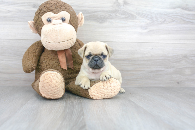 Friendly Pug Baby