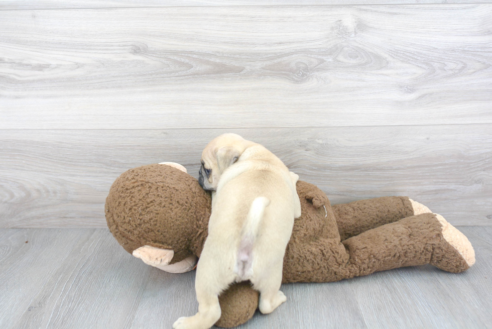 Fluffy Pug Purebred Puppy
