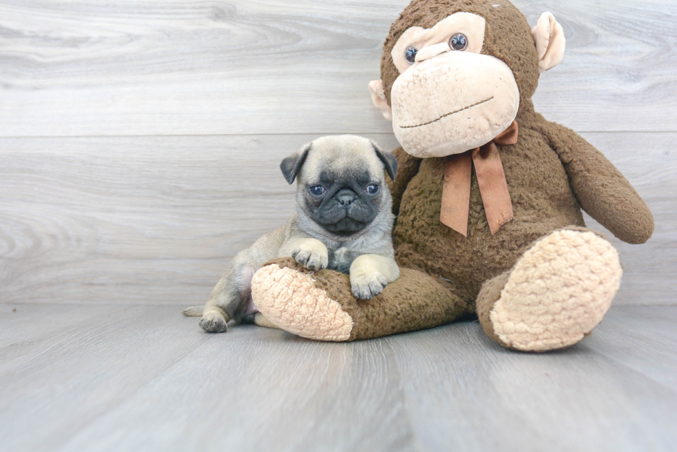Best Pug Baby