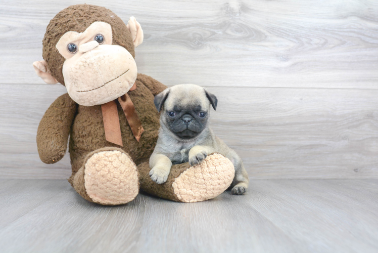 Best Pug Baby