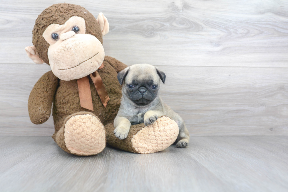 Best Pug Baby