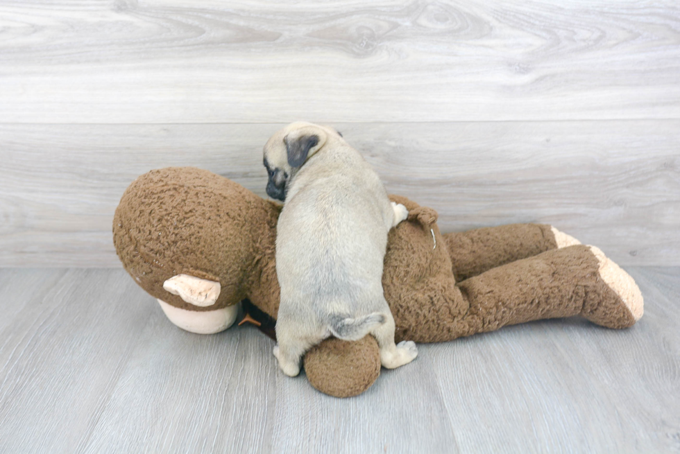 Akc Registered Pug Baby