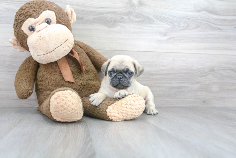 Little Pug Purebred Pup