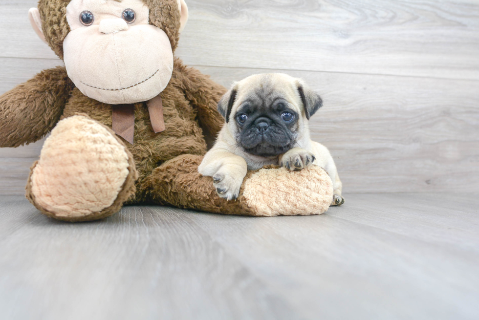 Best Pug Baby