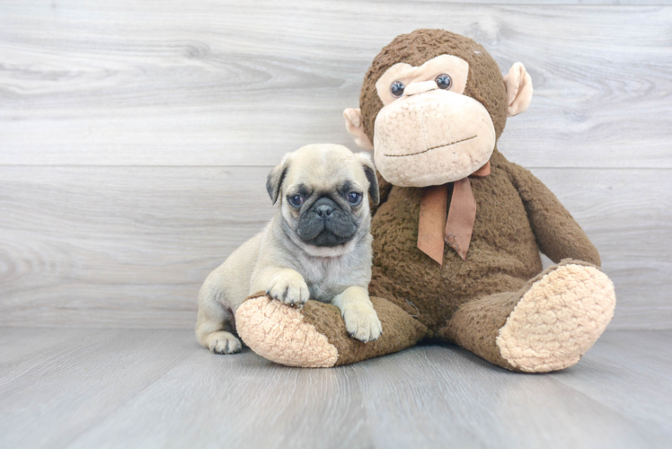 Fluffy Pug Purebred Puppy