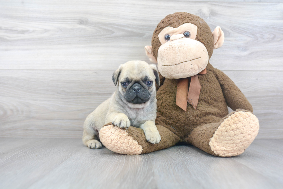 Fluffy Pug Purebred Puppy