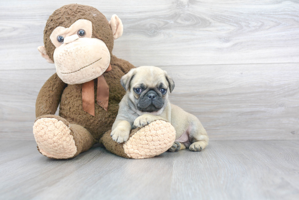 Best Pug Baby