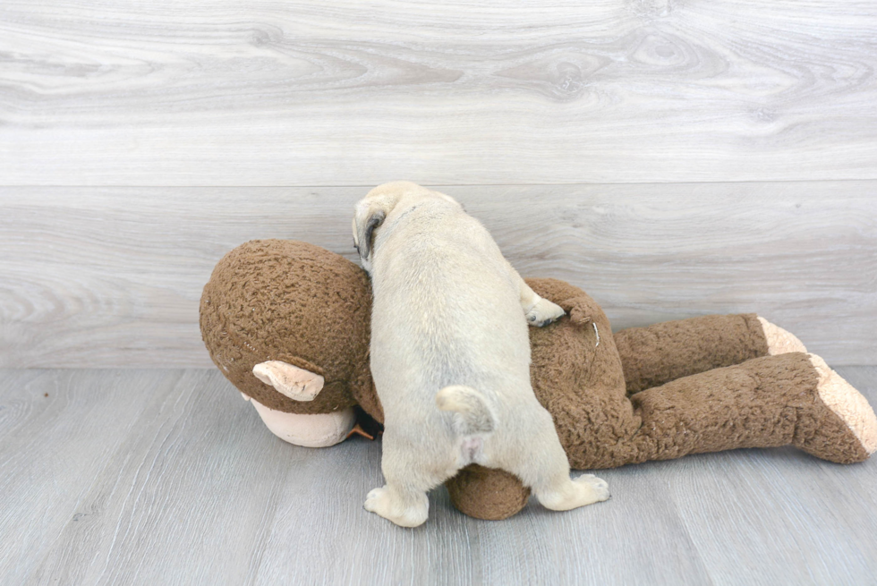 Pug Puppy for Adoption