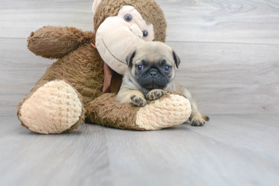 Pug Pup Being Cute