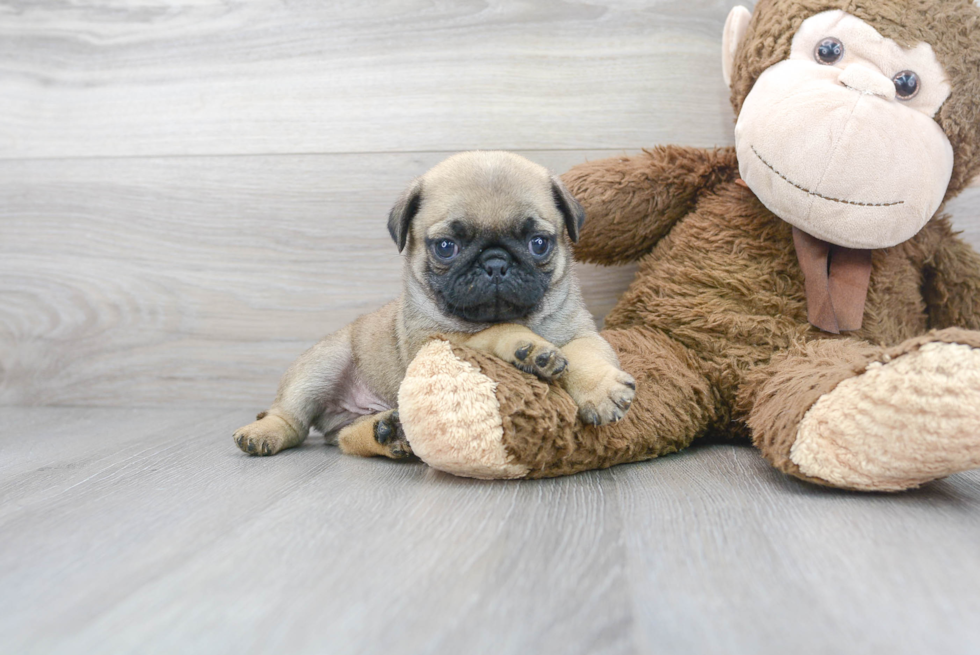 Pug Pup Being Cute